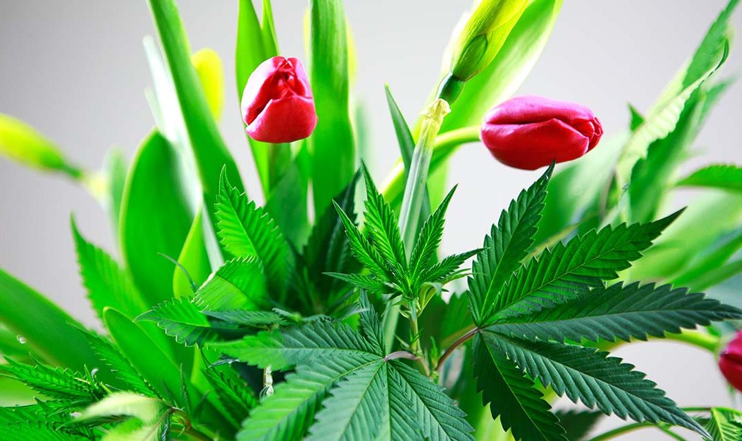 CannaMoms Can